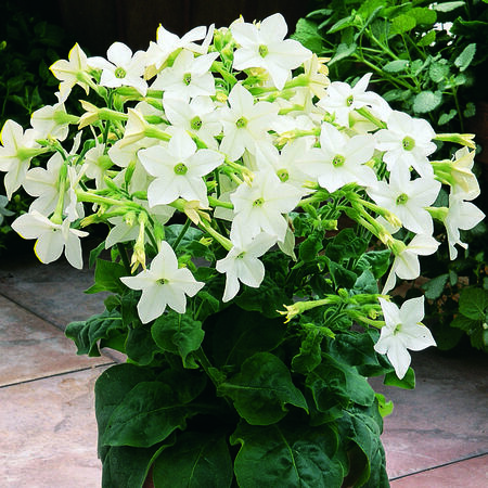 Saratoga Lime, Nicotiana Seed - 1,000 Seeds image number null